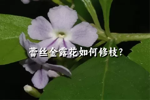 蕾丝金露花如何修枝？