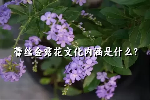 蕾丝金露花文化内涵是什么？