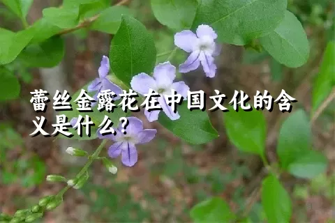 蕾丝金露花在中国文化的含义是什么？