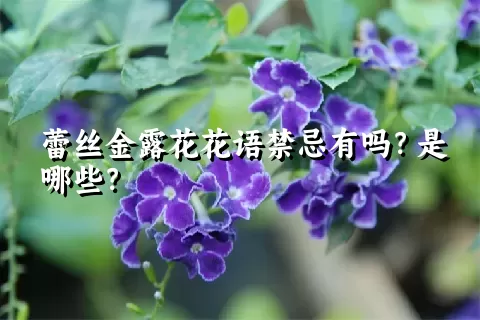 蕾丝金露花花语禁忌有吗？是哪些？