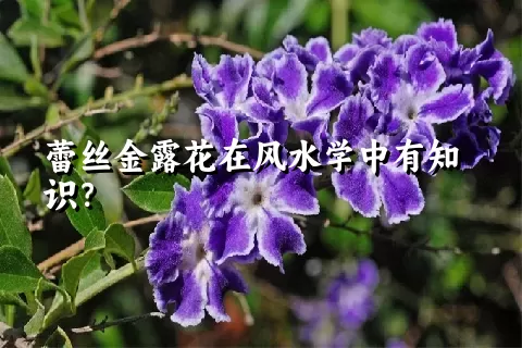 蕾丝金露花在风水学中有知识？