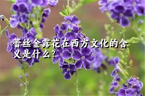 蕾丝金露花在西方文化的含义是什么？