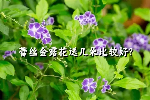 蕾丝金露花送几朵比较好？