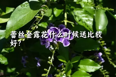 蕾丝金露花什么时候送比较好？