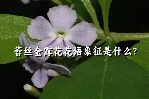 蕾丝金露花花语象征是什么？