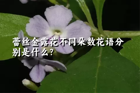 蕾丝金露花不同朵数花语分别是什么？