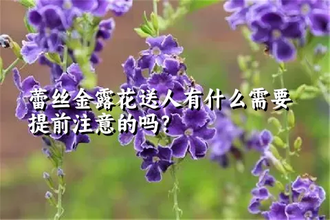 蕾丝金露花送人有什么需要提前注意的吗？