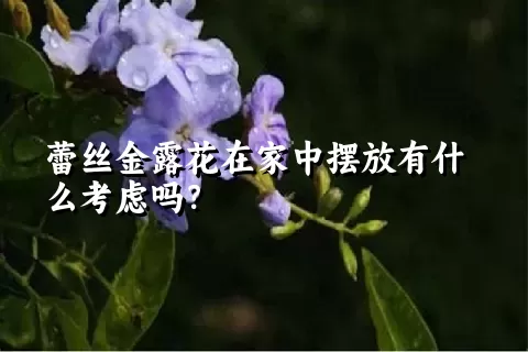 蕾丝金露花在家中摆放有什么考虑吗？