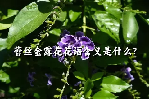 蕾丝金露花花语含义是什么？