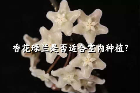 香花球兰是否适合室内种植？