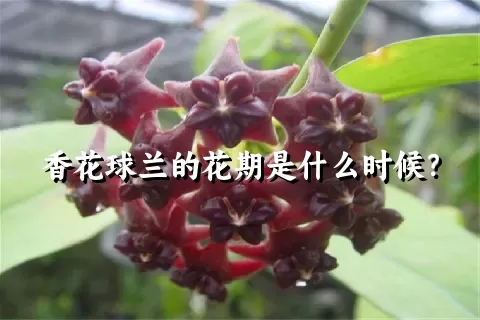 香花球兰的花期是什么时候？