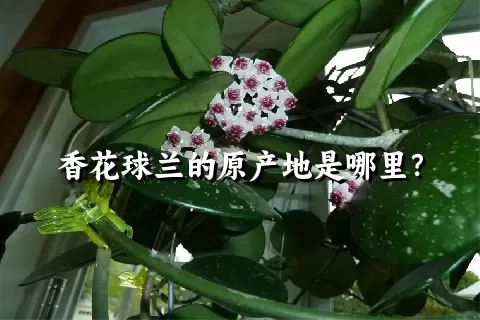 香花球兰的原产地是哪里？