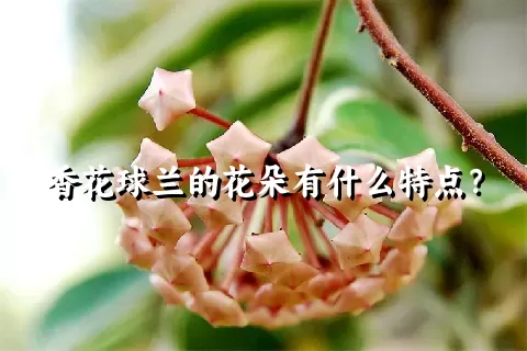 香花球兰的花朵有什么特点？