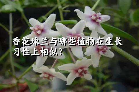 香花球兰与哪些植物在生长习性上相似？