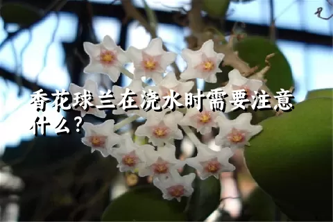 香花球兰在浇水时需要注意什么？