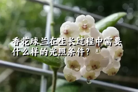 香花球兰在生长过程中需要什么样的光照条件？