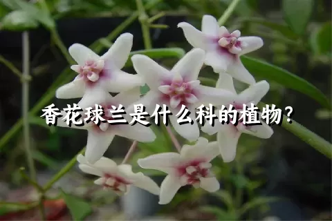 香花球兰是什么科的植物？