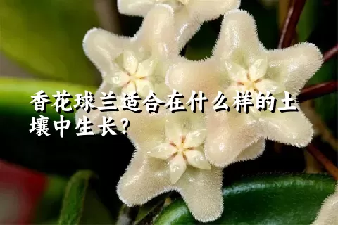 香花球兰适合在什么样的土壤中生长？