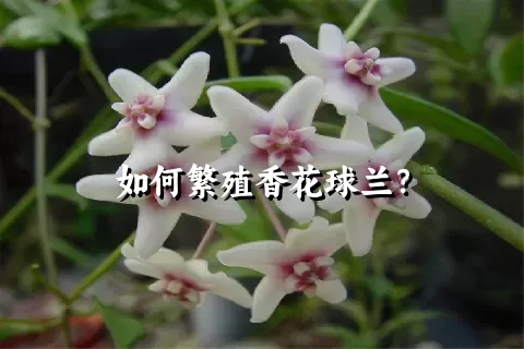 如何繁殖香花球兰？