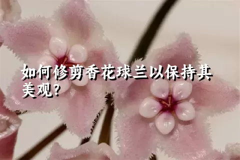 如何修剪香花球兰以保持其美观？