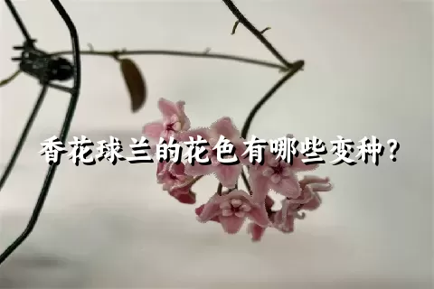 香花球兰的花色有哪些变种？