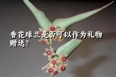 香花球兰是否可以作为礼物赠送？