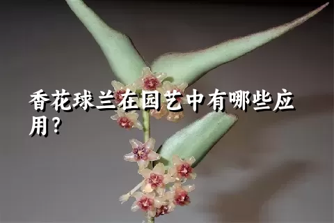 香花球兰在园艺中有哪些应用？