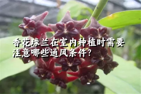 香花球兰在室内种植时需要注意哪些通风条件？