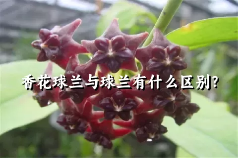 香花球兰与球兰有什么区别？