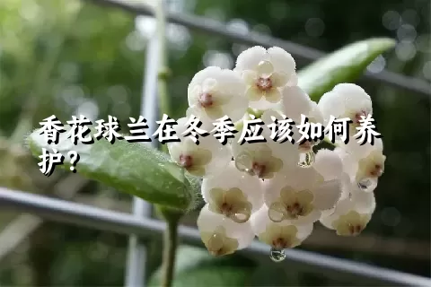 香花球兰在冬季应该如何养护？