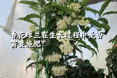 香花球兰在生长过程中是否需要施肥？