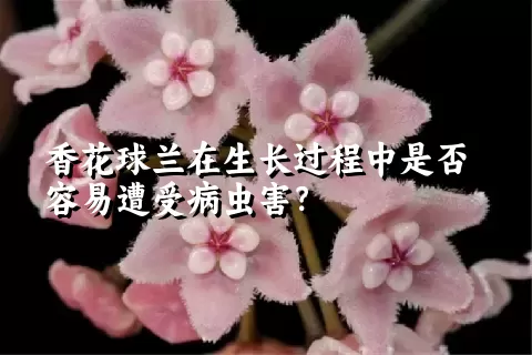 香花球兰在生长过程中是否容易遭受病虫害？