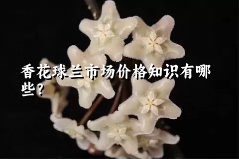 香花球兰市场价格知识有哪些？