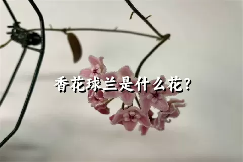 香花球兰是什么花？