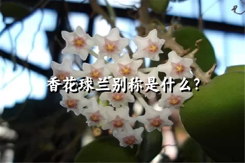 香花球兰别称是什么？