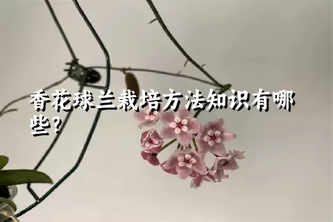 香花球兰栽培方法知识有哪些？