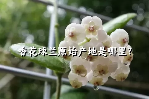 香花球兰原始产地是哪里？