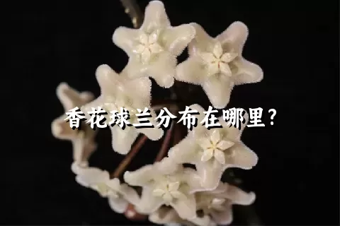 香花球兰分布在哪里?