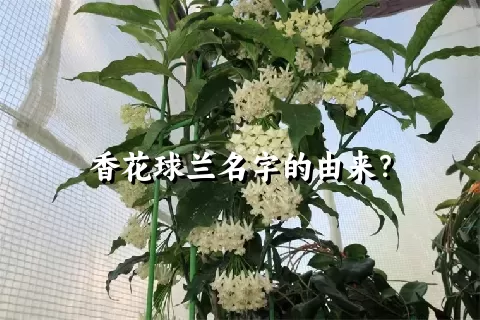 香花球兰名字的由来？