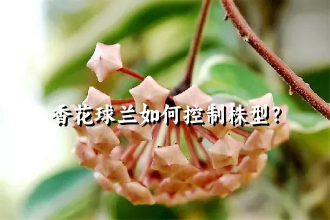 香花球兰如何控制株型？