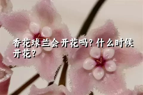 香花球兰会开花吗？什么时候开花？