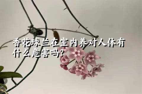 香花球兰在室内养对人体有什么危害吗？