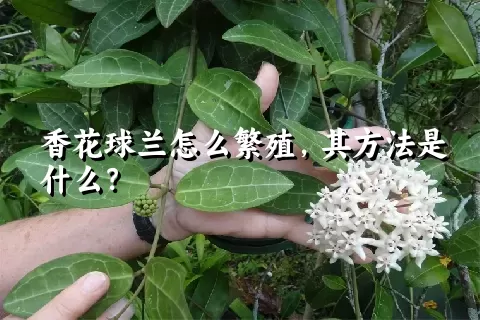 香花球兰怎么繁殖，其方法是什么？