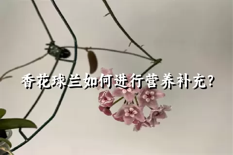 香花球兰如何进行营养补充？