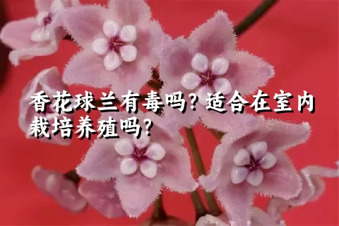 香花球兰有毒吗？适合在室内栽培养殖吗？