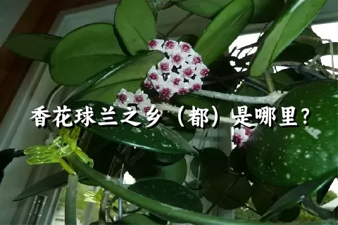 香花球兰之乡（都）是哪里？