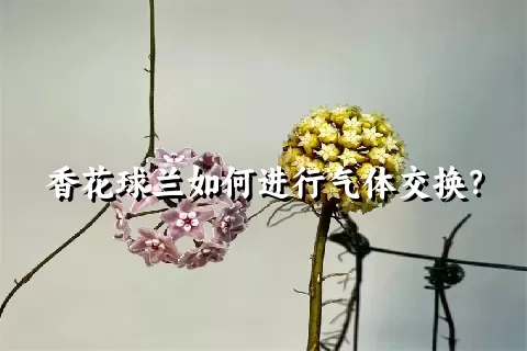 香花球兰如何进行气体交换？