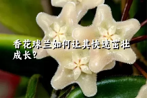 香花球兰如何让其快速茁壮成长？