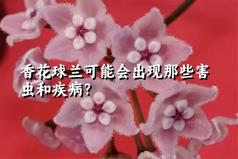 香花球兰可能会出现那些害虫和疾病？