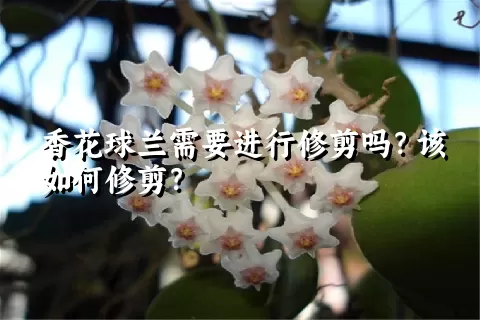 香花球兰需要进行修剪吗？该如何修剪？